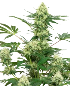Blüte von Wedding Cheesecake von Sensi Seeds, Cannabissorte.