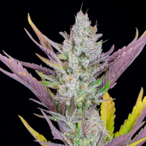 Harzige Blüte von Wedding Glue Auto, selbstblühende Cannabissorte.