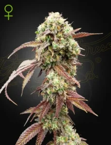 Blüte von West Coast OG x Gelato 41 Auto von Green House, selbstblühende Cannabissorte.