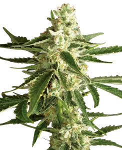 Blüte von White Diesel Haze Auto von Sensi Seeds, selbstblühende Cannabissamen.