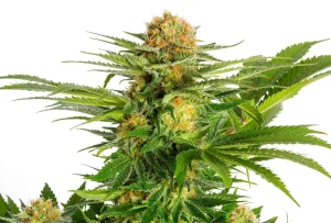 Blüte von White Domina von Kannabia, Indica-Cannabissorte.