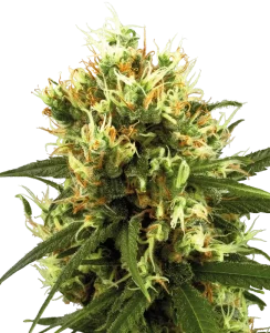 Blüte von White Haze Auto von Sensi Seeds, selbstblühende Cannabissamen.