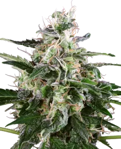 Blüte von White Skunk Auto von Sensi Seeds, selbstblühende Cannabissamen.