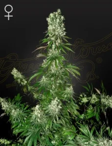 Blüte von White Strawberry Skunk von Green House, Cannabissorte.