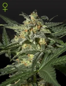 Blüte von Auto White Widow von Green House, selbstblühende Cannabissorte.