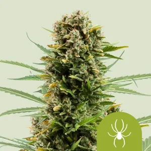 Harzige Blüte von White Widow Auto von Royal Queen Seeds, selbstblühende Cannabissorte.