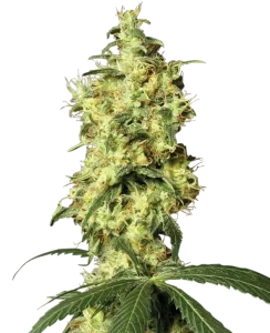Blüte von White Widow Auto von Sensi Seeds, selbstblühende Cannabissamen.