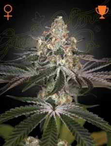 Blüte von White Widow von Green House, klassische Cannabissorte.