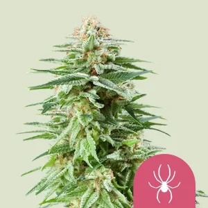 Pflanze von White Widow von Royal Queen Seeds in der Blütephase, Cannabissorte.