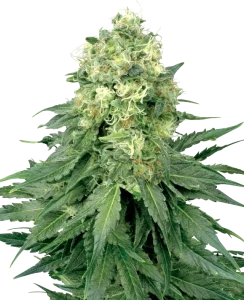 Blüte von White Widow von Sensi Seeds, klassische Cannabissorte.