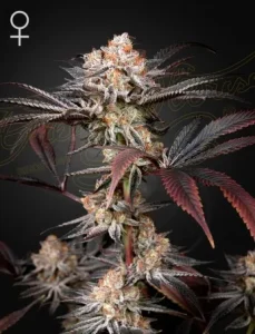 Blüte von Wonder Pie von Green House, Cannabissorte.