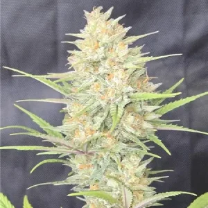 Bereifte Blütenstruktur von Z-Up Auto mit dichter Trichomschicht, selbstblühende Cannabissorte.