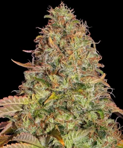 Harzige Blüte von Z OG Auto von Barney's Farm, selbstblühende Cannabissorte.