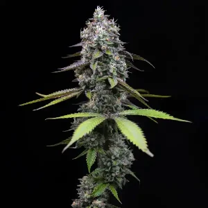 Exotische Blüte von Zoap von Barney's Farm, Cannabissorte.