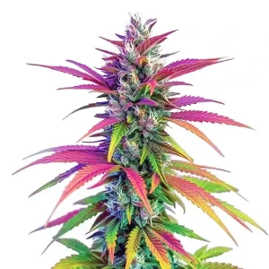 Blüte von Zombie Death Fuck von Blimburn Seeds, Cannabissorte.