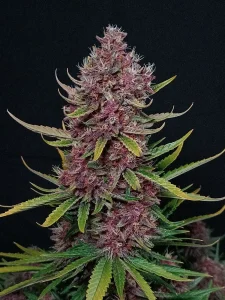Harzige Blüte von Ztrawberriez Auto, selbstblühende Cannabissorte.