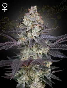 Blüte von Ztrawberry von Green House, Cannabissorte.