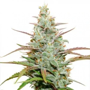 Blüte von Auto Mokum's Tulip, selbstblühende Cannabissamen.