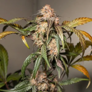 Blüte von Auto Trichome & Cream, selbstblühende Cannabissamen.