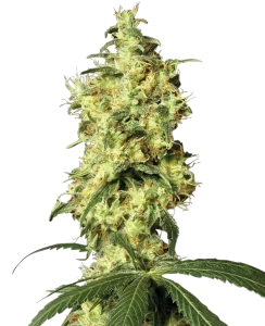 Blüte von White Widow Auto von Dutch Passion, selbstblühende Cannabissamen.