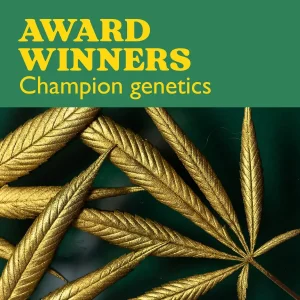 Award-Winners-Kollektion mit Cannabissamen und dem Schriftzug Award Winners Champion Genetics.
