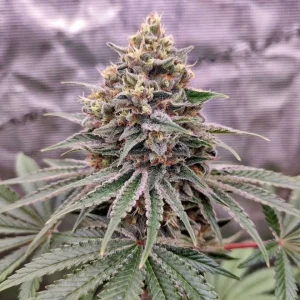 Blüte von Blue Zushi, exotische Cannabissorte.