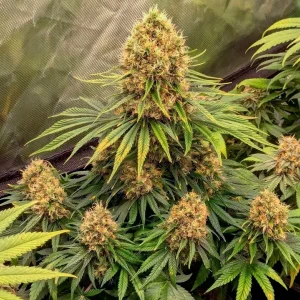 Blüte von CBD Mazar, CBD-reiche Cannabissorte.