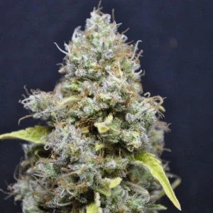 Blüte von CBD Skunk Haze, CBD-reiche Cannabissorte.