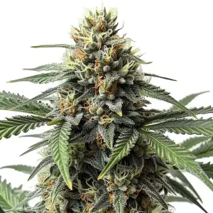 Blüte von Cr+, Critical-Cannabissorte.