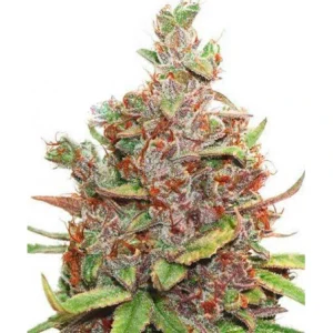 Blüte von Glueberry OG, Cannabissorte.