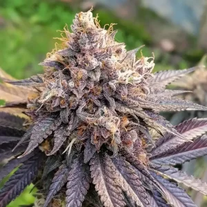 Violette Blüte von GMO FAST, schnell blühende Cannabissorte.