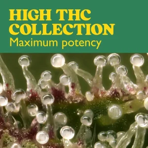 Pack High THC Collection mit THC-reichen Cannabissamen.