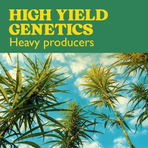 Pack High Yield Genetics mit ertragreichen Cannabissamen.