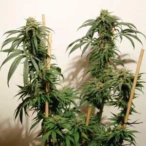 Blüte von Ice Cream Haze, Sativa-Cannabissorte.