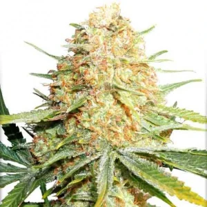 Blüte von Lemon Z, Cannabissorte mit Zitronenaroma.