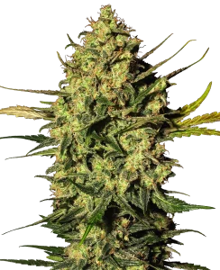Blüte von Master Kush, Indica-Cannabissorte.