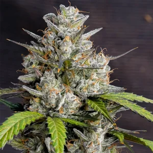 Blüte von Melonade Runtz, Cannabissorte mit Melonenaroma.