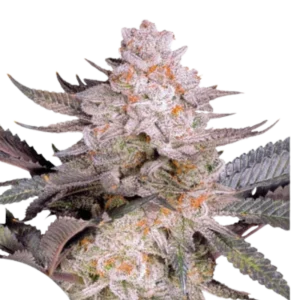 Blüte von Orange Bud 2.0, Cannabissorte mit Zitrusaroma.
