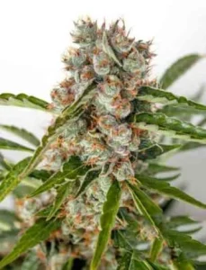 Blüte von Orange Bud, Cannabissorte mit Orangenaroma.