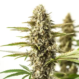 Nahaufnahme der Blüte von Orient Auto, selbstblühende Cannabissorte von Blimburn Seeds.