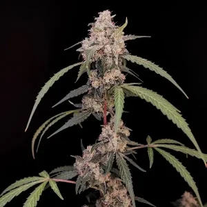 Pflanze von Original AK Auto von Fast Buds, selbstblühende Cannabissorte.