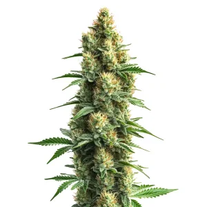 Pflanze von Orka mit Blüten in der Blütephase, Cannabissorte von Blimburn Seeds.