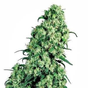 Blüte von Skunk #1 Regular, reguläre Cannabissamen.