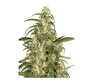 Blüte von Skunk #11, klassische Cannabissorte.