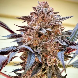 Blüte von Slush Mint Cake, Cannabissorte.