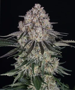 Harzige Blüte von Sour Diesel Auto von Barney's Farm, selbstblühende Cannabissorte.