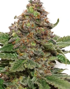 Blüte von Strawberry Cough von Dutch Passion, Cannabissorte mit Erdbeeraroma.