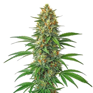 Blüte von Tangie Auto, selbstblühende Cannabissamen mit Zitrusaroma.