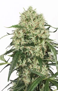 Blüte von The Ultimate, ertragsstarke Cannabissorte.
