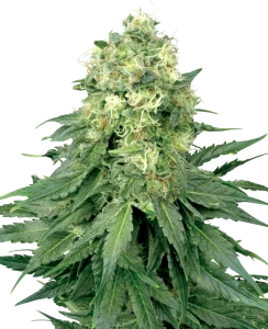 Blüte von White Widow Regular, reguläre Cannabissamen.